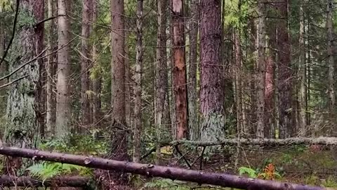 Bushcraft camping- constructing a shelter to survive in the wild Without a sleeping bag and tent