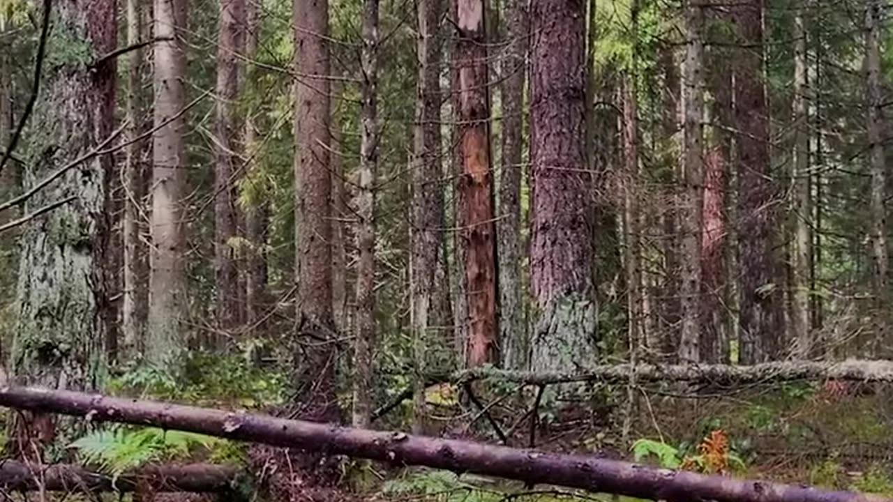 Bushcraft camping- constructing a shelter to survive in the wild Without a sleeping bag and tent