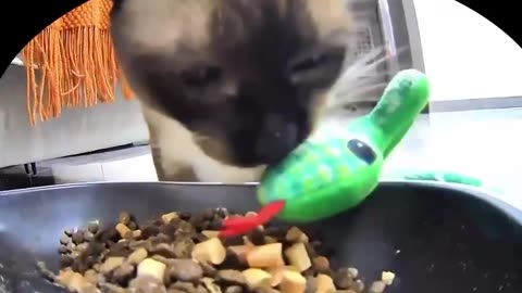 Sharing meal with your best friend