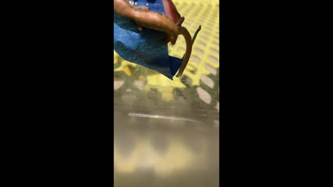 Lizard Rescue