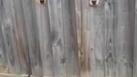 Great dog window