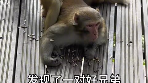 Changban Dasheng After all I am your Monkey King I wont give me any face