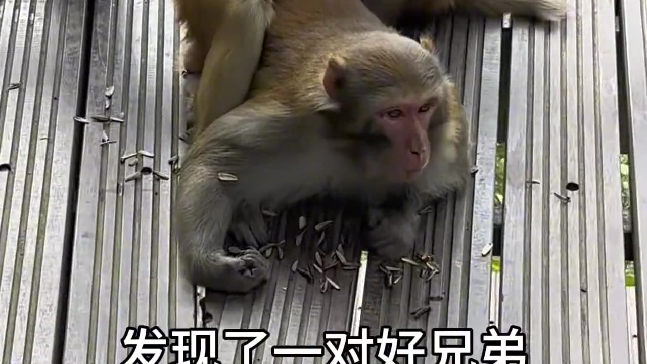 Changban Dasheng After all I am your Monkey King I wont give me any face