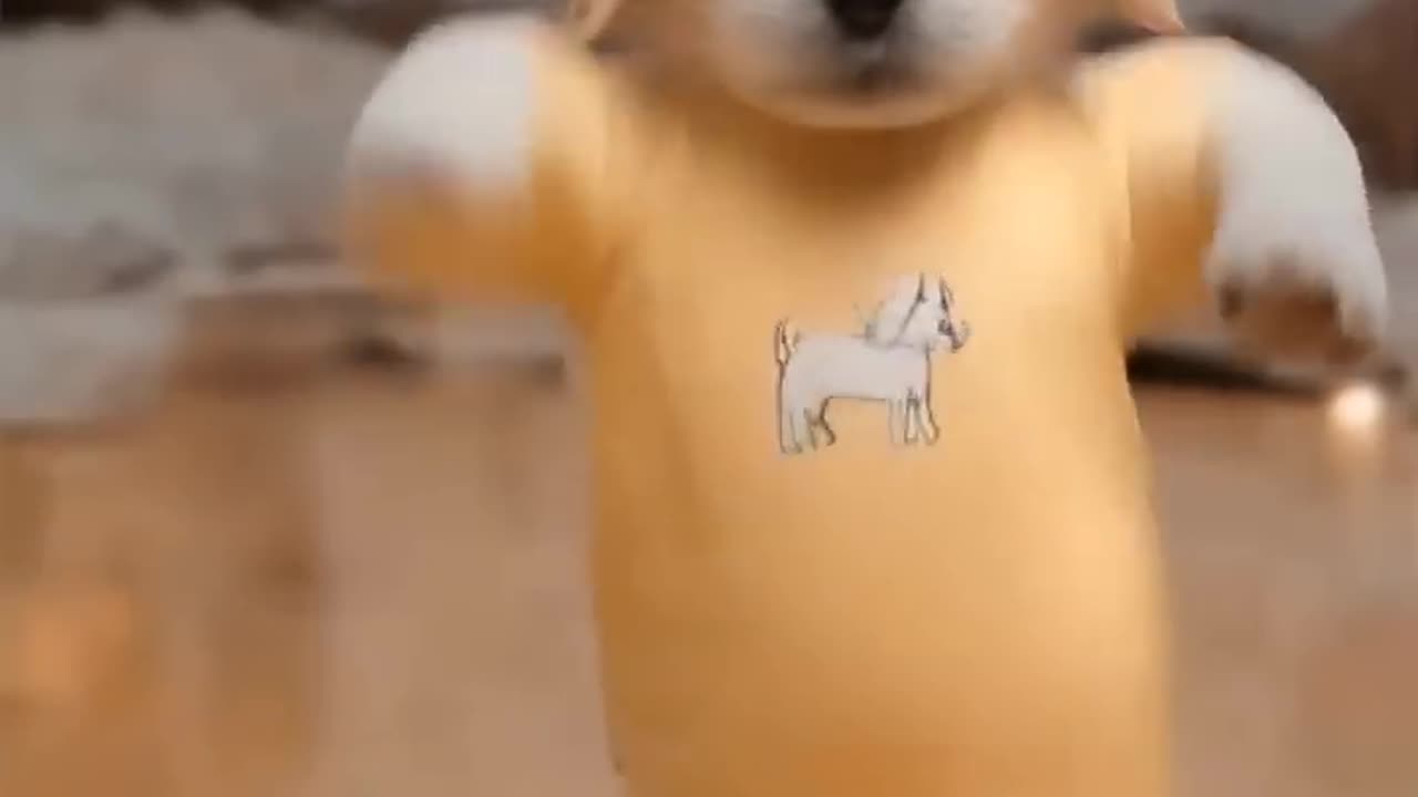 Dancing Puppy Deli .
