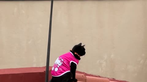 Kitty Protector of the City