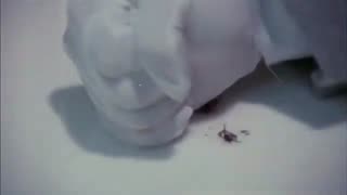 Creepshow - They're Creeping Up On You!