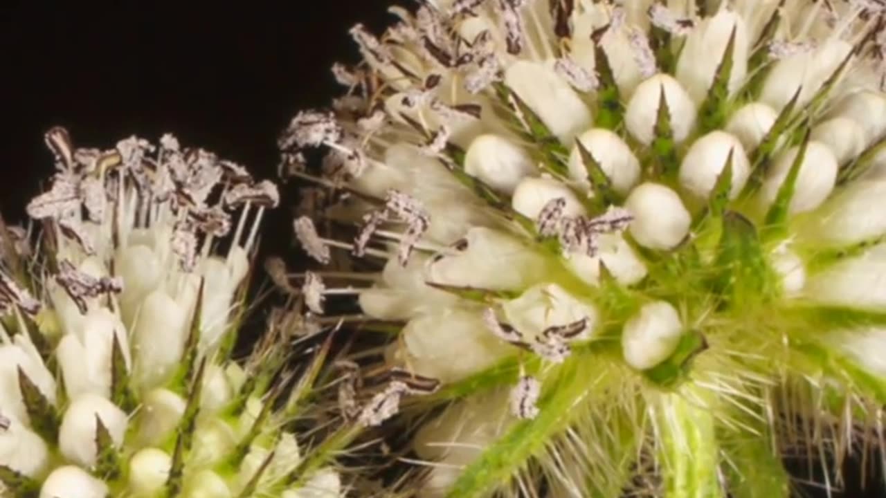 blooming