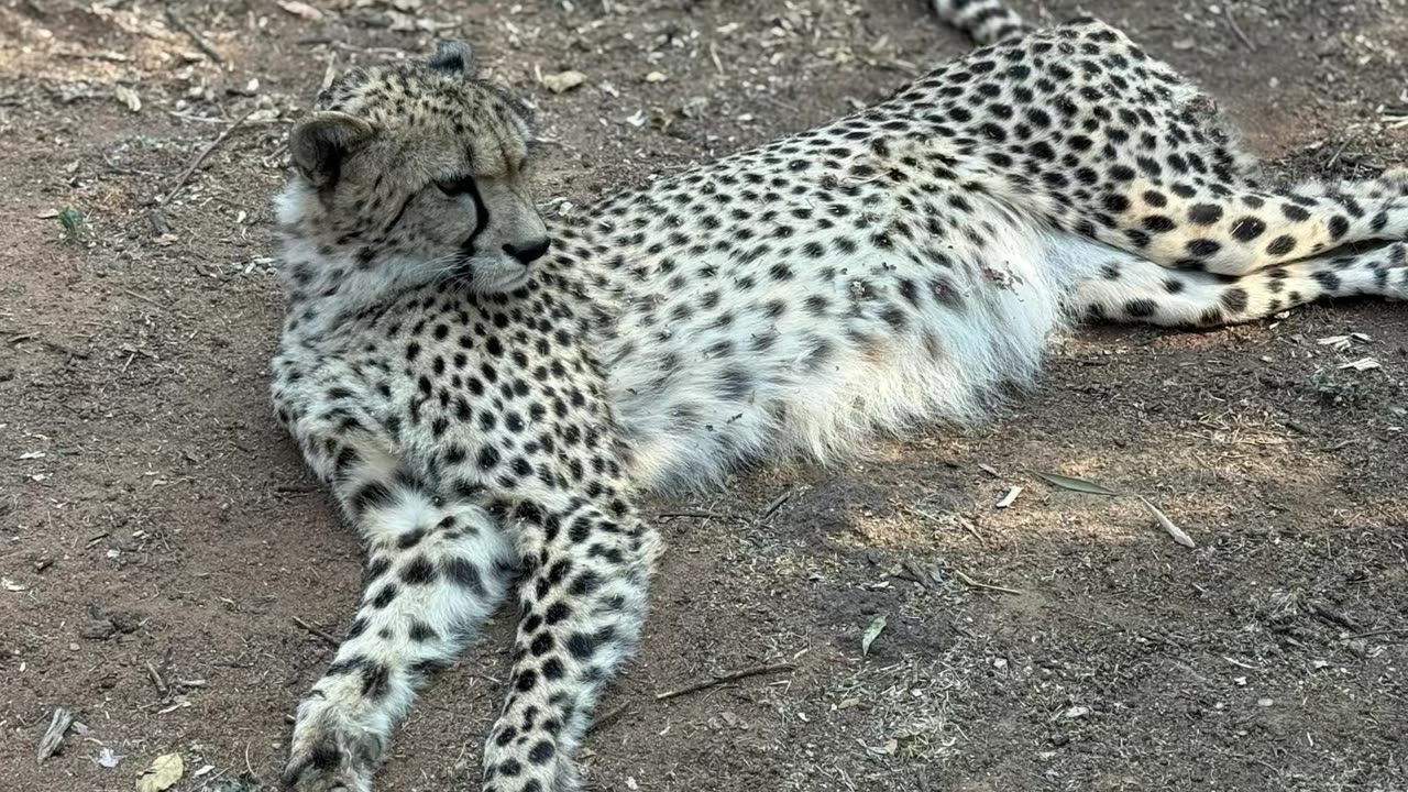 In Africa, animals