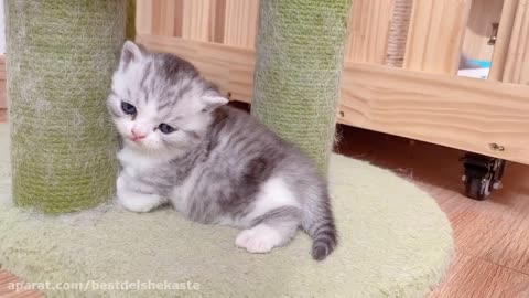 Kitten trying to walk