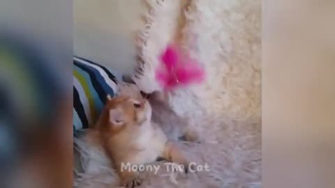 You laugh, you lose!funniest cats and dogs of 2025