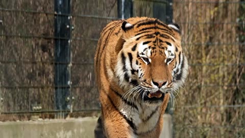 Tiger Slow walk