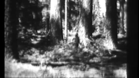FORESTS OR WASTELAND - FORESTS OR WASTELAND - 33-373-r1