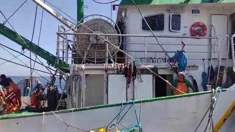 Hundreds of Tons of Herrings Caught Clean in Just One Night, Herring Hunting Journey by Trawler!