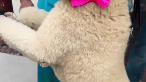 Cutest Dogs Ever! 🐶 Try Not to Say Awww 😍 | Funny & Cute Dog Moments