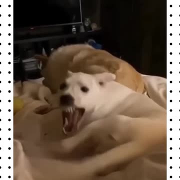 Dogs being smarter and funnier then ever