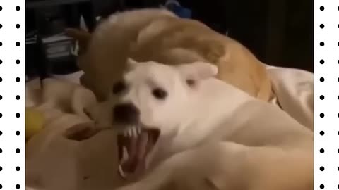 Dogs being smarter and funnier then ever