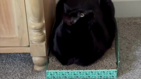Cute Precious Piper is a Furniture Dusting Loaf - Adopting a Cat from a Shelter Vlog #shorts