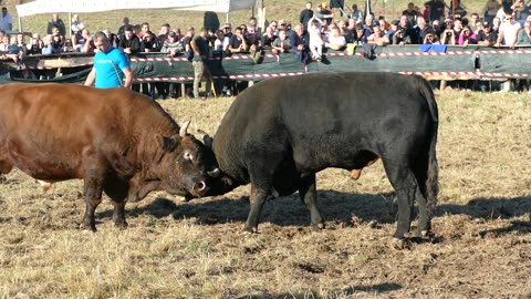 Peronja od Hrvačića vs Delija od Mehmedovića Ramići 2025