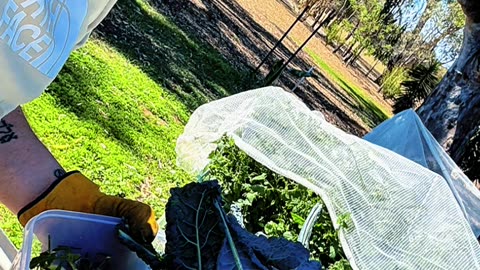 Some of the produce over the summer with Pete at Jaya