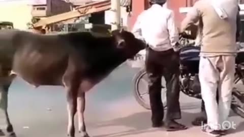 گائے کا حملہ ! سڑک پر سب حیران Cow Attack on Street - | "!Shocking Moment