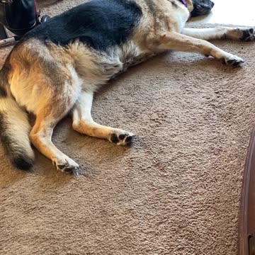 My baby girl, Bailey died this morning, May 16, 2025