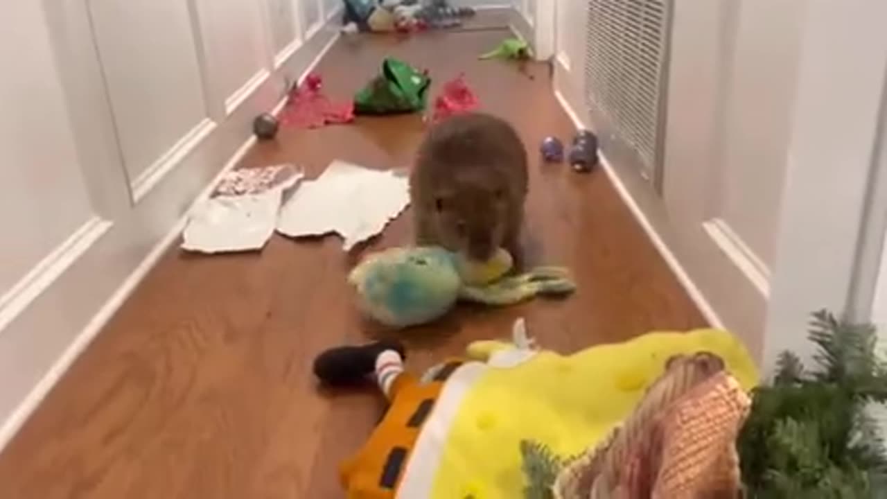 This beaver was orphaned and rescued as a newborn
