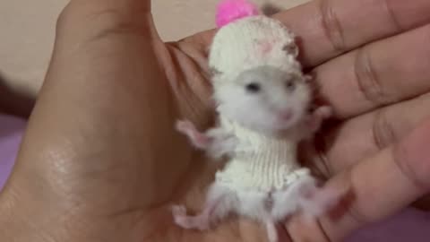 Hamster In Tiny Hat And Sweater