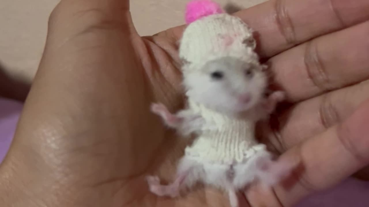 Hamster In Tiny Hat And Sweater