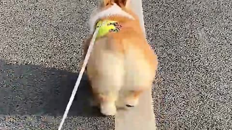 cute animals