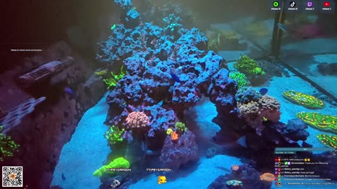24/7 Real Live Reef Stream