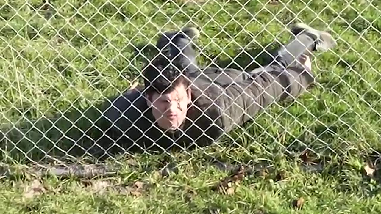 How animals get over a fence 😂