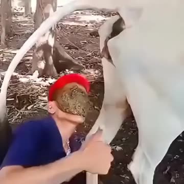 Hindu loves cow shit