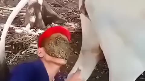 Hindu loves cow shit