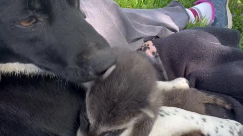Pupper Plays With Baby Raccoons