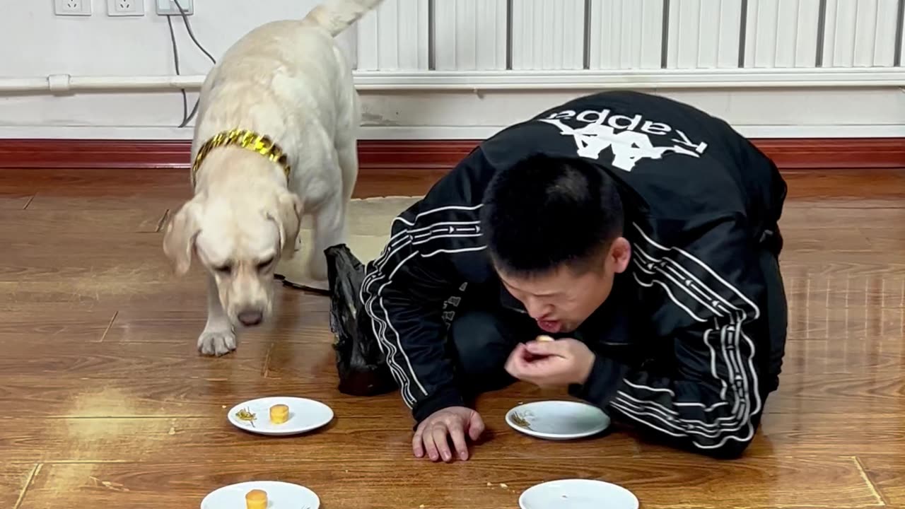 狗狗:你不按套路出牌啊Dog: You don't follow the rules