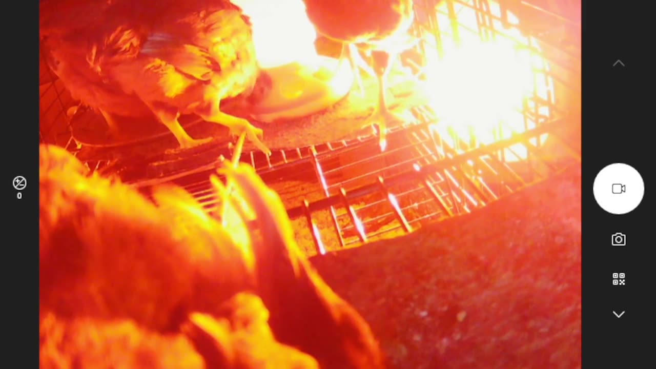 Seattle to Portland Cycling Has NOTHING on Chickens!