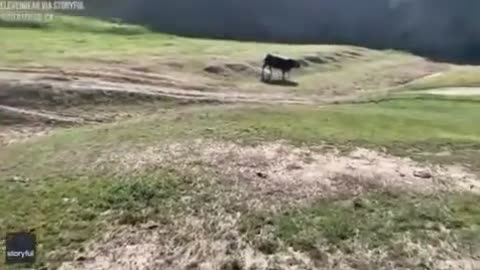 🤯🐄 You Won't Believe It's NOT a Cow! No Shit Sherlock | FunFM