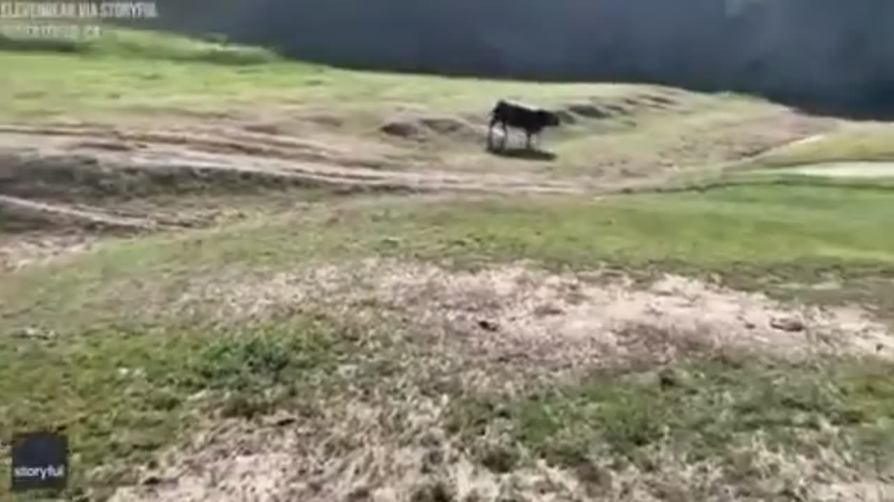 🤯🐄 You Won't Believe It's NOT a Cow! No Shit Sherlock | FunFM