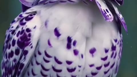 Majestic Owl Resting on a Tree | Silent Beauty of Nature