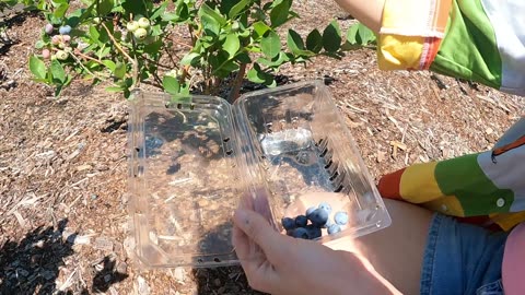🫐 Blueberry Picking at Keel and Curly Farms in Plant City, Florida