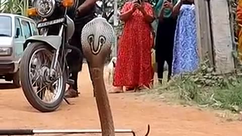 Breaking: spectacle Cobra rescue time #viral #snake #cobra #ads #YouTube