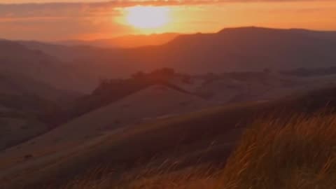 Man's Best Friend is a... Hyena?! 🌅😱 #shorts #aholidaytour