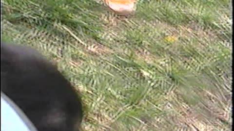 2002-VA-Puppies-12