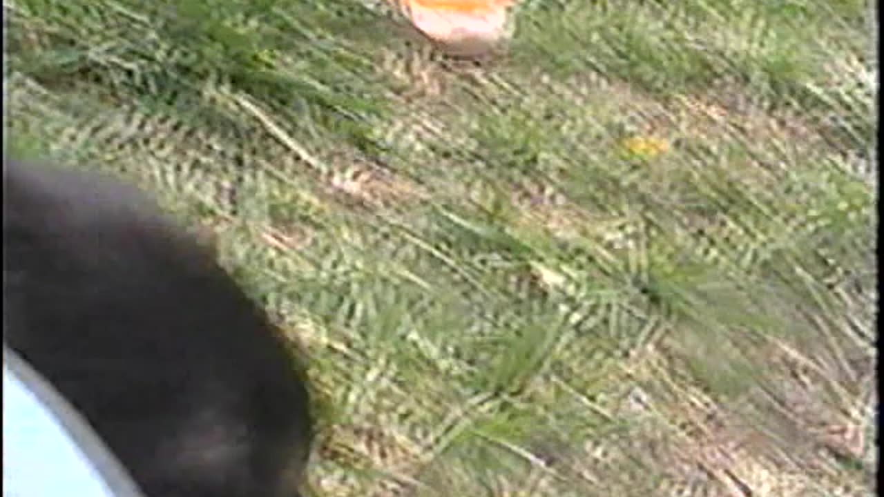2002-VA-Puppies-12