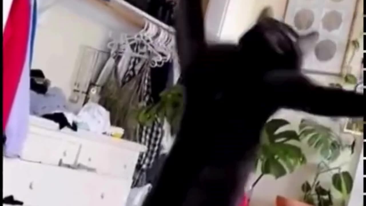 Which animal has the best dance moves? Let me know in the comments!