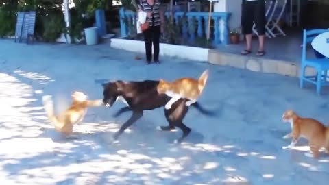 Dog & cat funny video,Dog with the cat Fighting, in the road.
