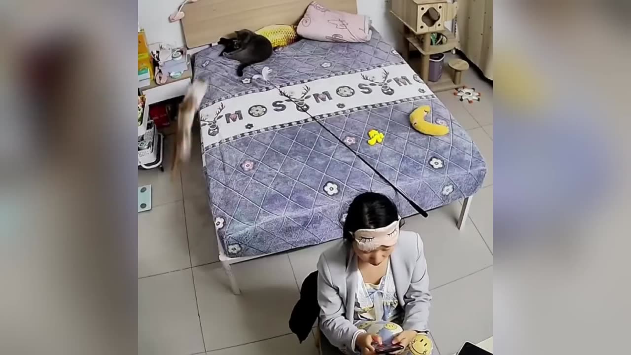 Funniest Cats and Dogs Clip