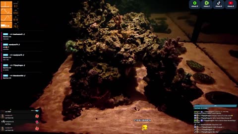 24/7 Real Live Reef Stream