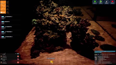 24/7 Real Live Reef Stream