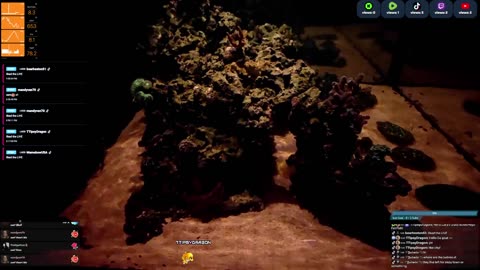 24/7 Real Live Reef Stream